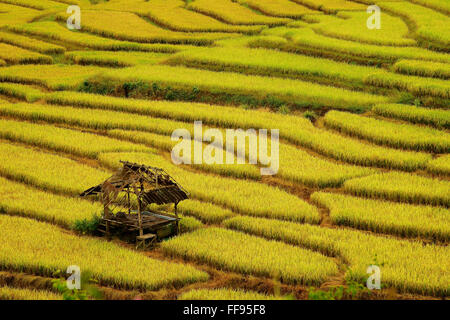 Golden rice fields in the north of Thailand Stock Photo