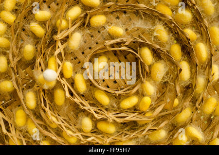 Yellow silkworm cocoon in nest on threshing basket Stock Photo