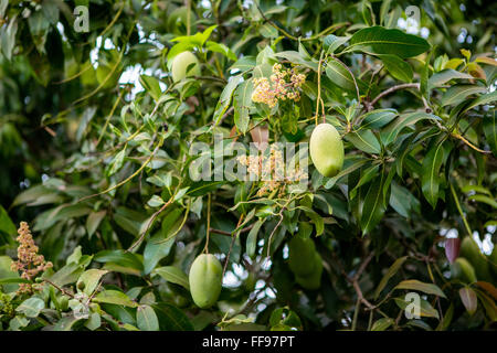 Mangoes on a tree Stock Photo