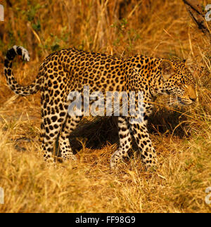 Leopards are agile and stealthy predators. They have massive skulls & powerful jaws Stock Photo