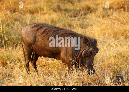 Warthogs are found in moist and arid savannas. They avoid rainforest, deserts and high mountains Stock Photo