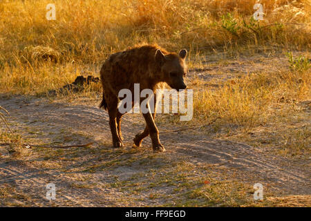 Spotted or Laughing Hyenas are African predators also scavengers eating anything available including dead elephants Stock Photo