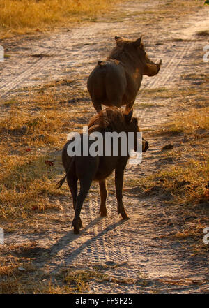 Warthogs are found in moist and arid savannas. They avoid rainforest, deserts and high mountains Stock Photo