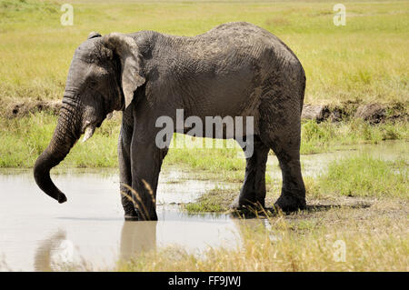 Elephant at a watering hole in the Serengeti Stock Photo