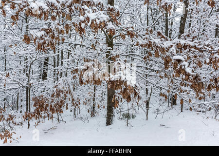 Snow-laden oak and other trees during winter in central Michigan, USA Stock Photo
