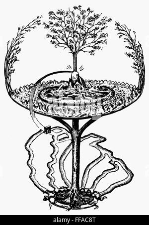 Mythology: Yggdrasill.  Nthe Evergreen Ash Tree That Overshadows The 