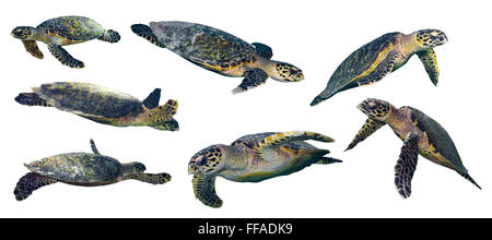 set of isolated sea turtles on white background Stock Photo