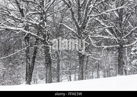 Snow clinging to oak tree branches during a snowstorm in central Michigan, USA Stock Photo