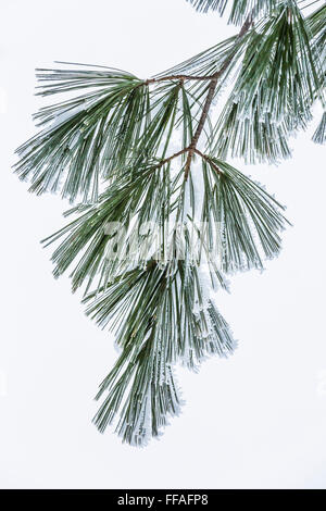 Frosty needles of Eastern White Pine, Pinus strobus, during a frosty winter morning in central Michigan, USA Stock Photo