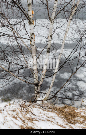 Paper Birch, Betula papyrifera, in winter along a frozen lake at Canadian Lakes near Stanwood, Michigan, USA Stock Photo