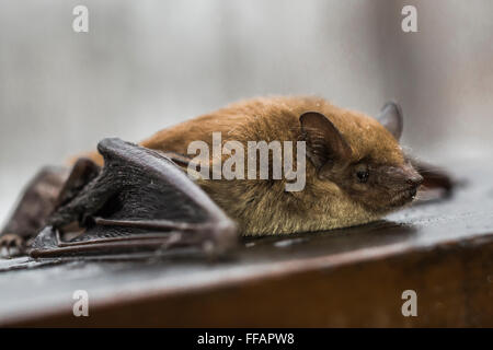 Little Brown Bat, Myotis lucifugus, awakened from winter hibernation in an attic and taken outdoors, central Michigan, USA Stock Photo