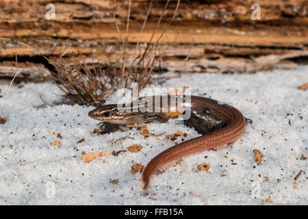 Peninsula mole skink - Plestiodon egregius onocrepis Stock Photo