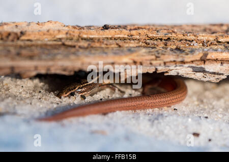 Peninsula mole skink - Plestiodon egregius onocrepis Stock Photo