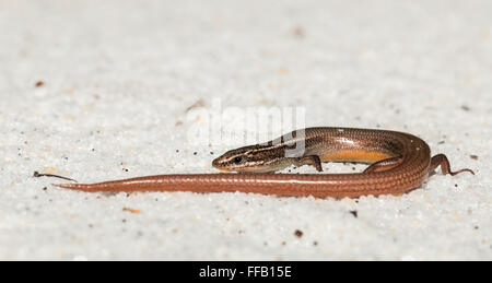 Peninsula mole skink - Plestiodon egregius onocrepis Stock Photo