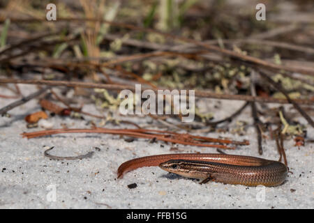 Peninsula mole skink - Plestiodon egregius onocrepis Stock Photo