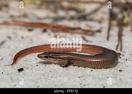 Peninsula mole skink - Plestiodon egregius onocrepis Stock Photo