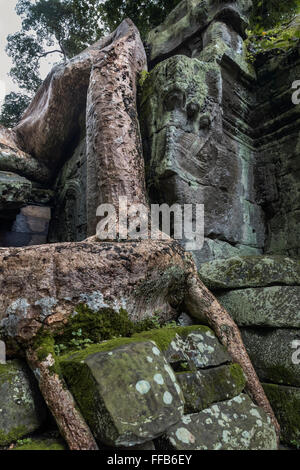 Strangler fig growing over the wall of the inner courtyard, Ta Prohm Temple, Angkor Thom, Siem Reap, Cambodia Stock Photo