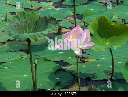 lotus reap sangat siem farm cambodia alamy blossom leaves
