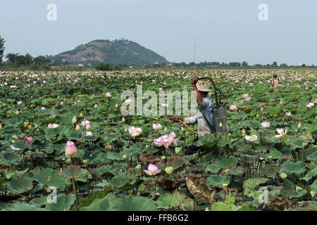 Two workers spraying the lotus plants, Samatoa Lotus Farm, Sangat Siem