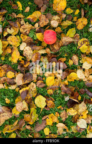 apple falling on grass and dried leaves Stock Photo