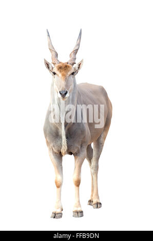 eland (Taurotragus oryx) isolated on white background Stock Photo