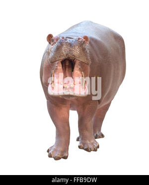 hippopotamus (Hippopotamus amphibius) isolated on white background Stock Photo