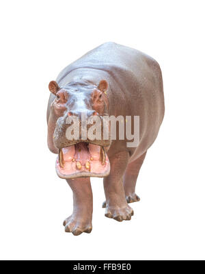 hippopotamus (Hippopotamus amphibius) isolated on white background Stock Photo