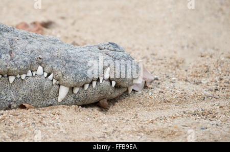 close up of crocodile mouth Stock Photo