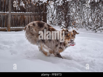 Kawi the dog playing in the snow. Stock Photo