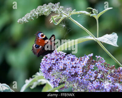 European Peacock butterfly (Inachis io) feeding on Buddleia blossom