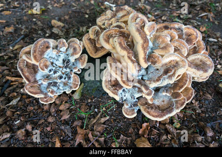 Bracket Fungus Stock Photo