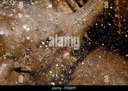 Happy young elephant splashing water, photographed at a rescue centre Stock Photo