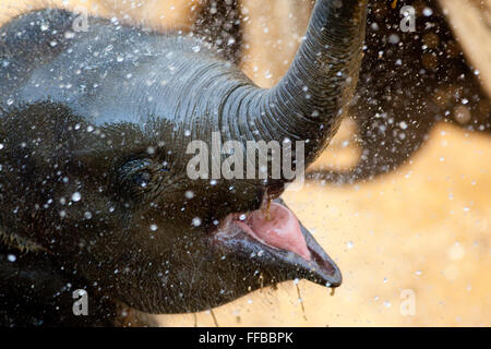 Happy young elephant splashing water, photographed at a rescue centre Stock Photo