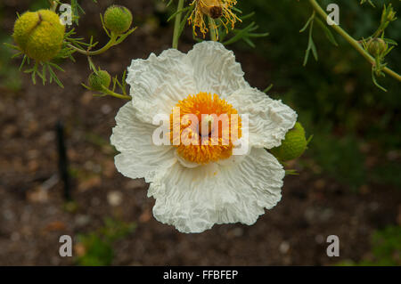 Meconopsis baileyi 'Alba', White Himalayan Poppy Stock Photo
