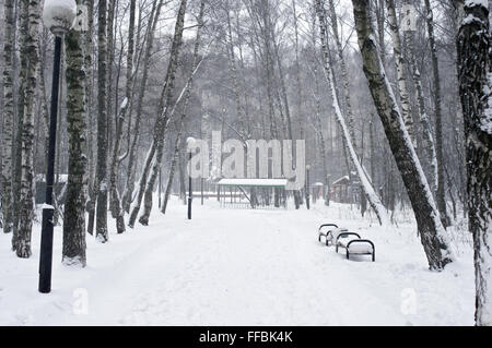 Path between trees covered with snow in park during heavy snowfall Stock Photo