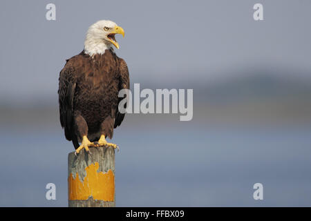 Bald Eagle (Haliaeetus leucocephalus) sitting on post screaming, Kissimmee, Florida, USA Stock Photo