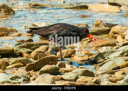 Variable Oystercatcher, Haematopus unicolor, at Ship's Cove, Marlborough Sound, New Zealand Stock Photo