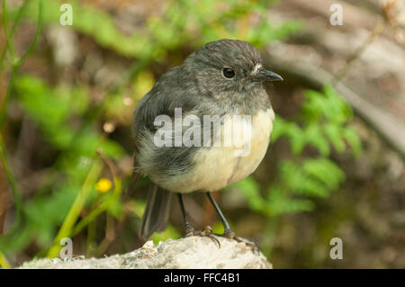 South Island Robin, Petroica australis, Motuara Island, Marlborough Sound, New Zealand Stock Photo