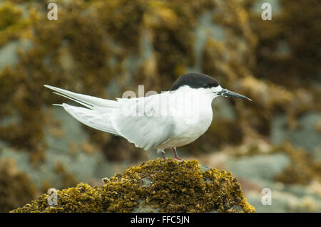 Sterna striata, White-fronted Tern at Nugget Point, South Otago, New Zealand Stock Photo