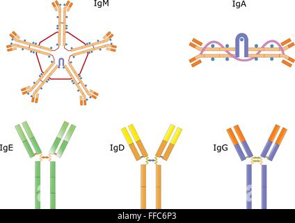 Structure of an human immunoglobulin Stock Vector Art & Illustration ...