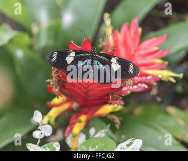 Antiochus Longwing butterfly (Heliconius antiochus) Stock Photo