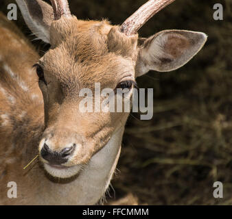 deer in the wood Stock Photo