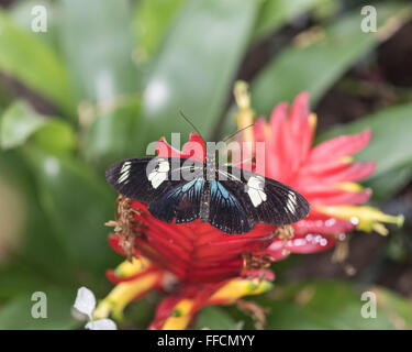 Antiochus Longwing butterfly (Heliconius antiochus) Stock Photo