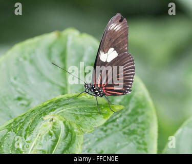 Antiochus Longwing butterfly (Heliconius antiochus) Stock Photo