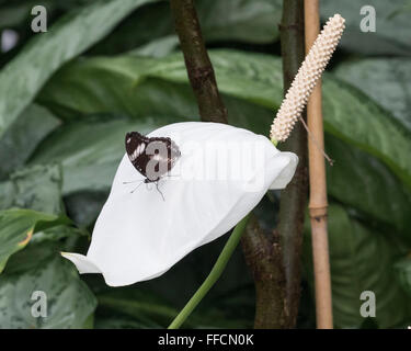 Antiochus Longwing butterfly (Heliconius antiochus) Stock Photo