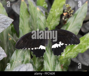 A Common Mormon butterfly (Papilio polytes) rests on a leaf Stock Photo