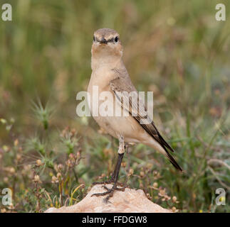 Isabelline Wheatear Oenanthe isabellina cyprus spring Stock Photo