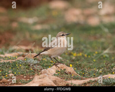 Isabelline Wheatear Oenanthe isabellina cyprus spring Stock Photo