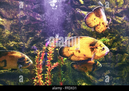 Wonderful and beautiful underwater world with corals and tropical fish. Stock Photo