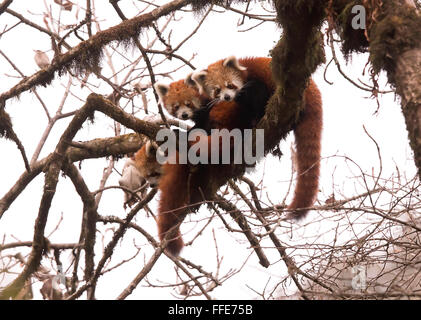 Wild Red Pandas in Eastern Himalayas of India Stock Photo